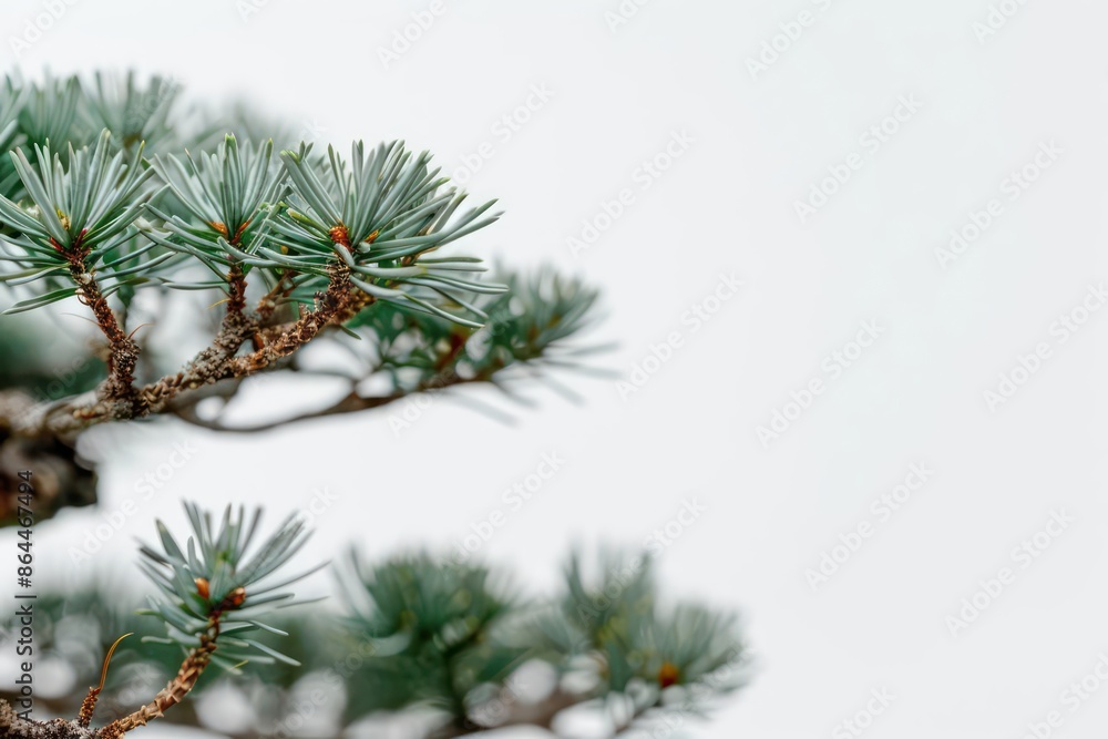 A Swiss stone pine with its distinctive needles against a pure white backdrop A Swiss stone pine with its distinctive needles against a pure white backdrop