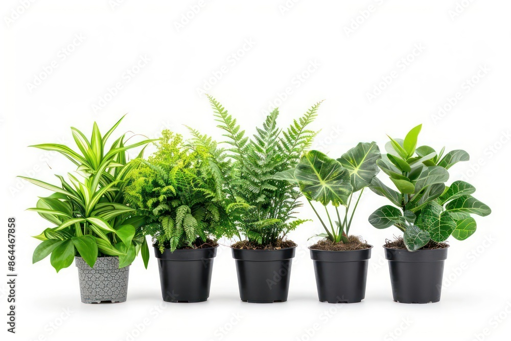 A variety of plants from a botanical garden, isolated on a clean white background A variety of plants from a botanical garden, isolated on a clean white background