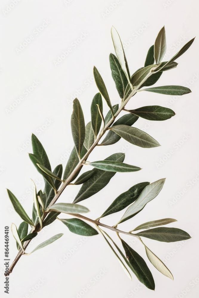 Fototapeta premium A close-up shot of a branch from an olive tree with lush green leaves