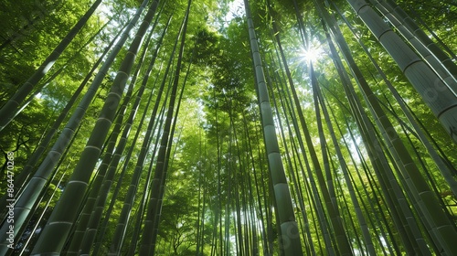Looking up at the towering bamboo trees in a lush green forest. The sunlight shines brightly through the dense canopy of leaves.