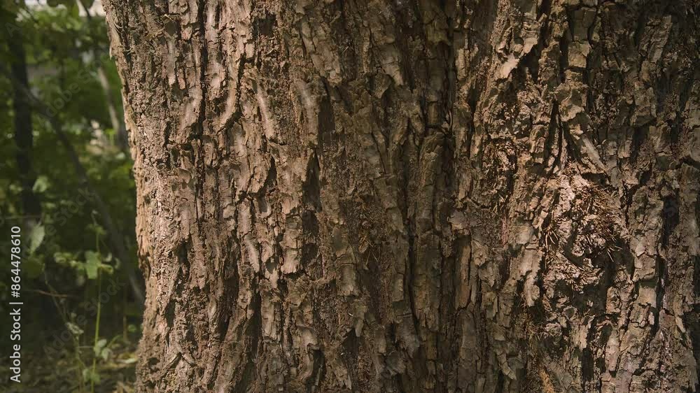 The giant tree was photographed by tilt camera movement, showing bugs on the bark and the complex texture of the natural tree. There are green leaves in the background. The giant tree was photographed by tilt camera movement, showing bugs on the bark and the complex texture of the natural tree. There are green leaves in the background.