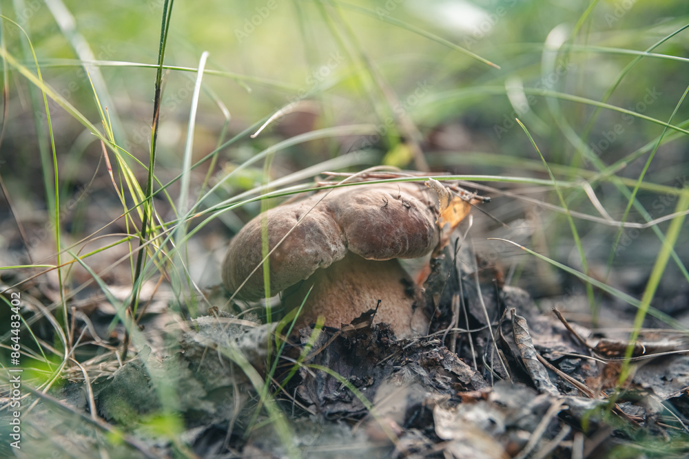 Beautiful white mushroom boletus grows in the forest Beautiful white mushroom boletus grows in the forest