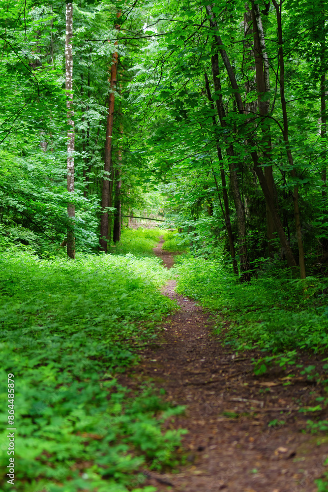vertical photo of a forest path with fallen trees in the background, showcasing nature's serenity and the beauty of woodland landscapes vertical photo of a forest path with fallen trees in the background, showcasing nature's serenity and the beauty of woodland landscapes