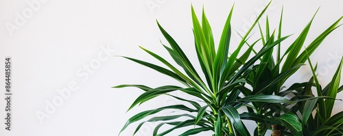 Yucca plant with long pointed green leaves positioned in front of a white wall photo