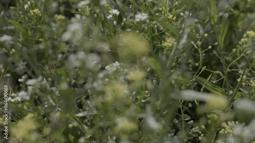 Dandelions swaying in the calm wind, the feeling of spring