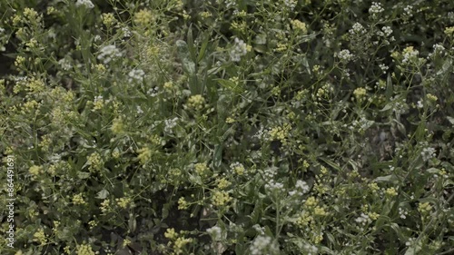 Dandelions swaying in the calm wind, the feeling of spring
