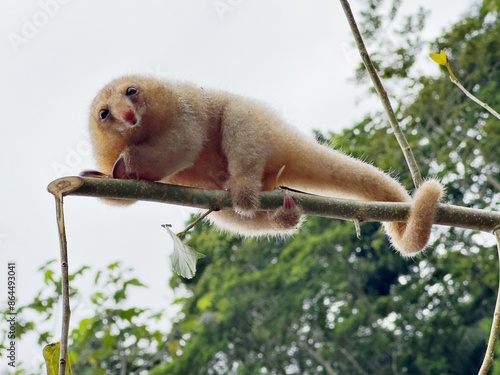 Zwergameisenbär auf Ast