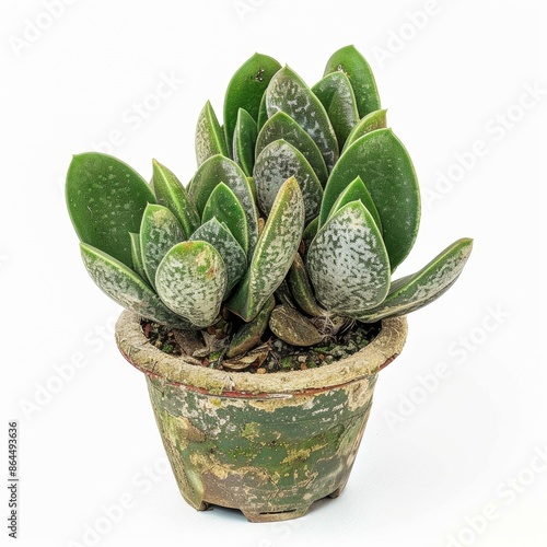 Close up of a kalanchoe thyrsiflora in a pot on white background photo