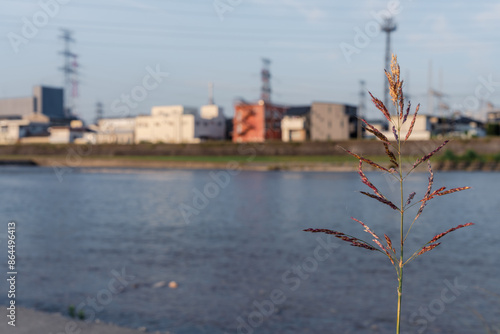 Material of Johnsongrass blooming in a riverside park photo