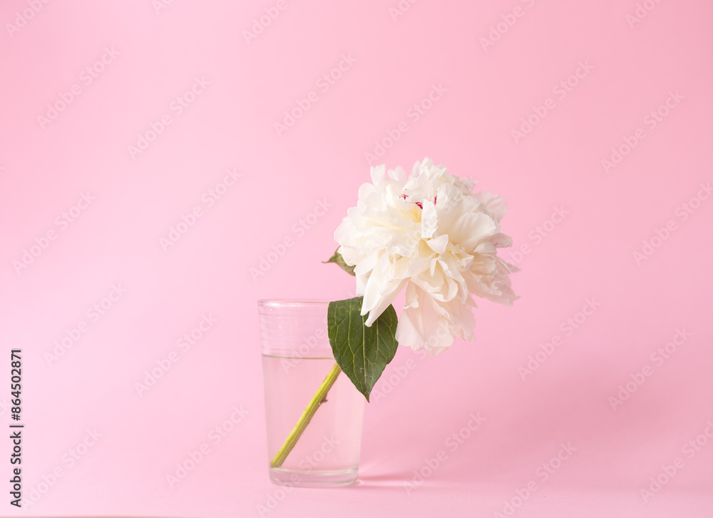 a white peony flower stands in a glass on a pink background a white peony flower stands in a glass on a pink background