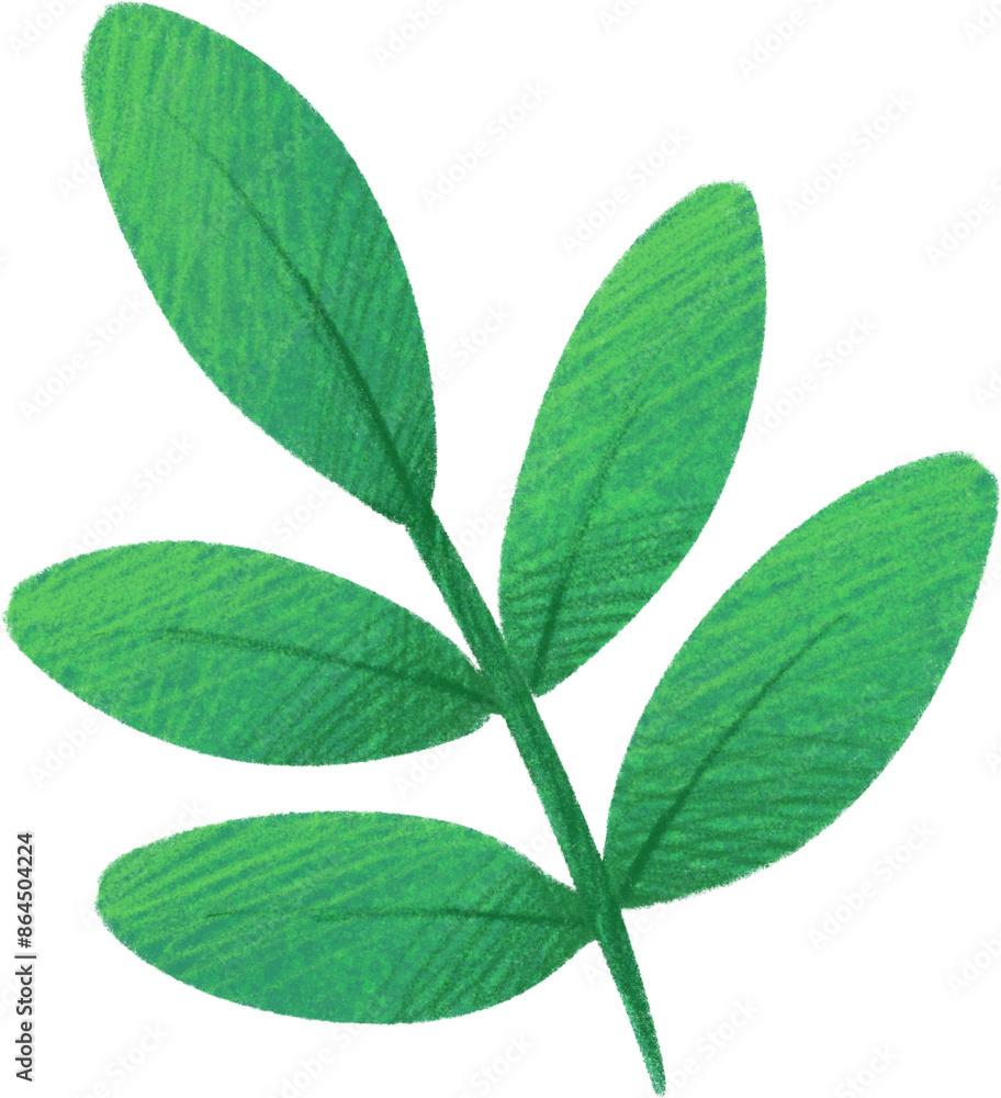 Fototapeta premium Green tropical plant branch stem with leaves. Hand drawn illustration 