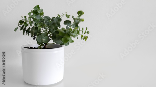 Silver Eucalyptus Gunnii in a white pot, on a white background. Banner. Photo