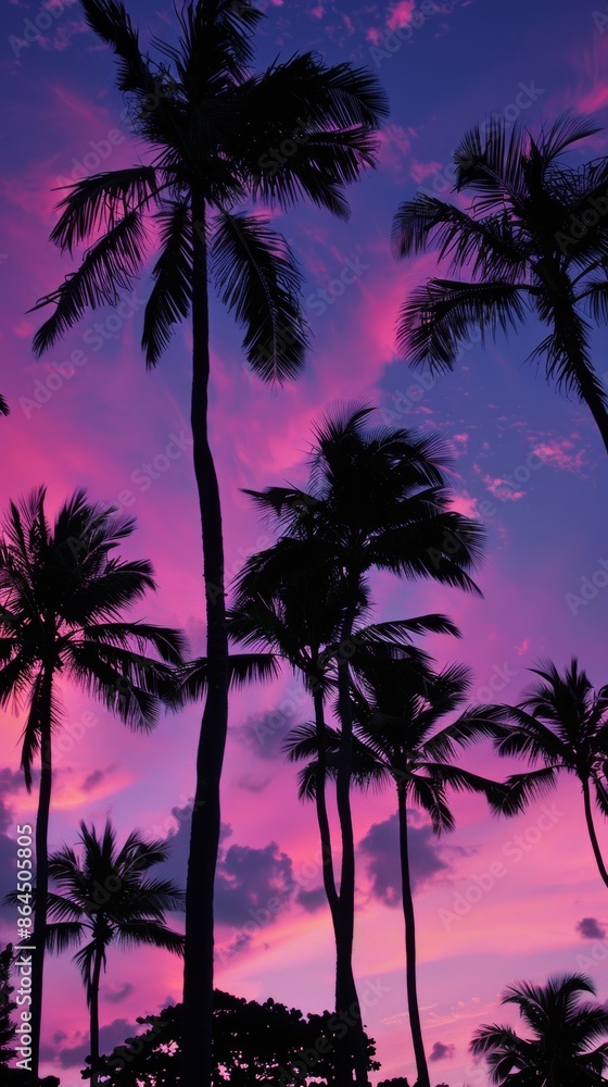 Silhouetted palm trees against vibrant pink and purple sunset sky Silhouetted palm trees against vibrant pink and purple sunset sky