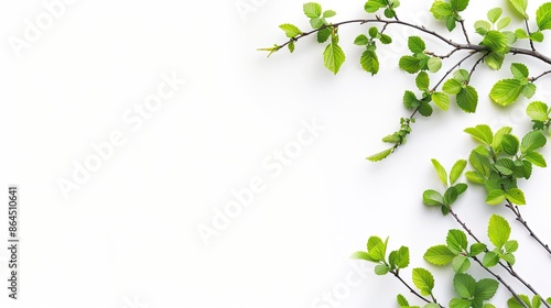 Close-up image of fresh green tree branches with new leaves arranged on a white background.
