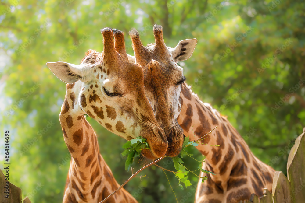 Obraz premium Two giraffes close-up eating green leaves, love, wild animal behaviour, animal with a long neck, zoology, animal world, animal protection.