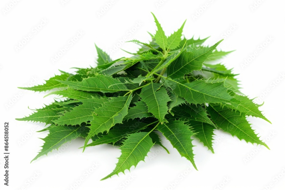 Pile of neem leaves isolated on white background. Herbal medicine and natural remedies concept. Ayurveda. ayurvedic herbs. Generative AI Pile of neem leaves isolated on white background. Herbal medicine and natural remedies concept. Ayurveda. ayurvedic herbs. Generative AI
