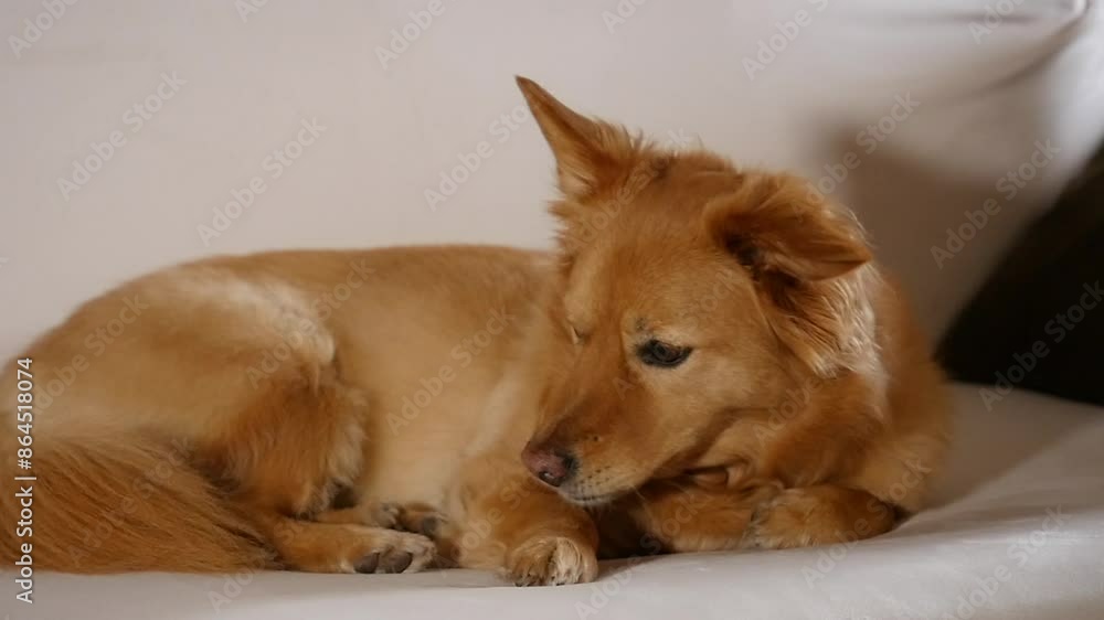 Golden Corgi mix looks at camera in slow motion on a white couch Golden Corgi mix looks at camera in slow motion on a white couch
