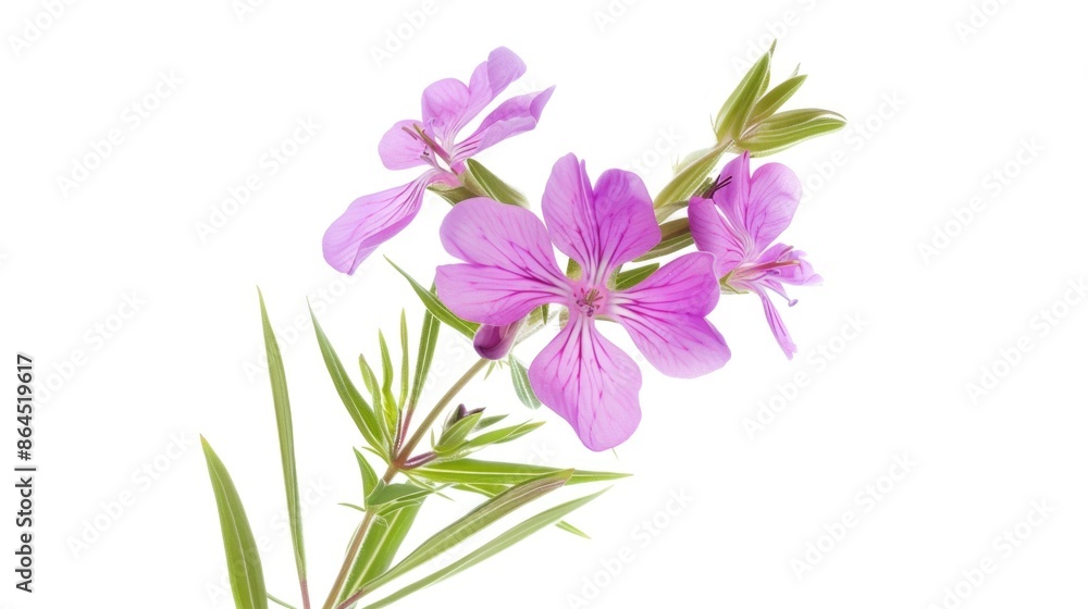 Purple flower on stem Purple flower on stem