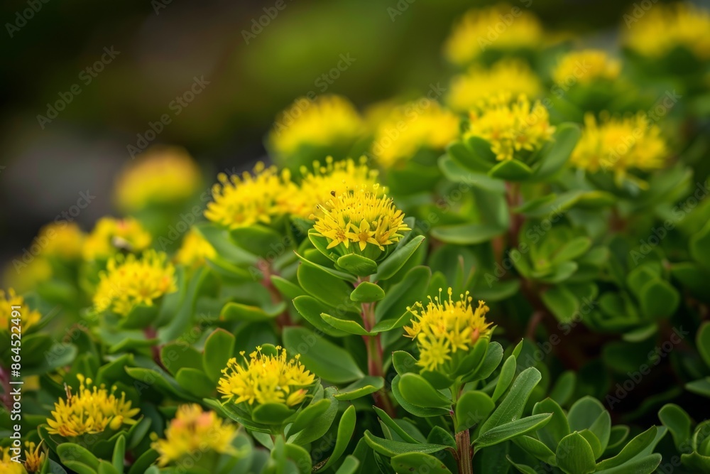 Photograph of Rhodiola rosea with yellow flowers and green leaves. Ayurveda. Ayurvedic herbs. Generative AI Photograph of Rhodiola rosea with yellow flowers and green leaves. Ayurveda. Ayurvedic herbs. Generative AI