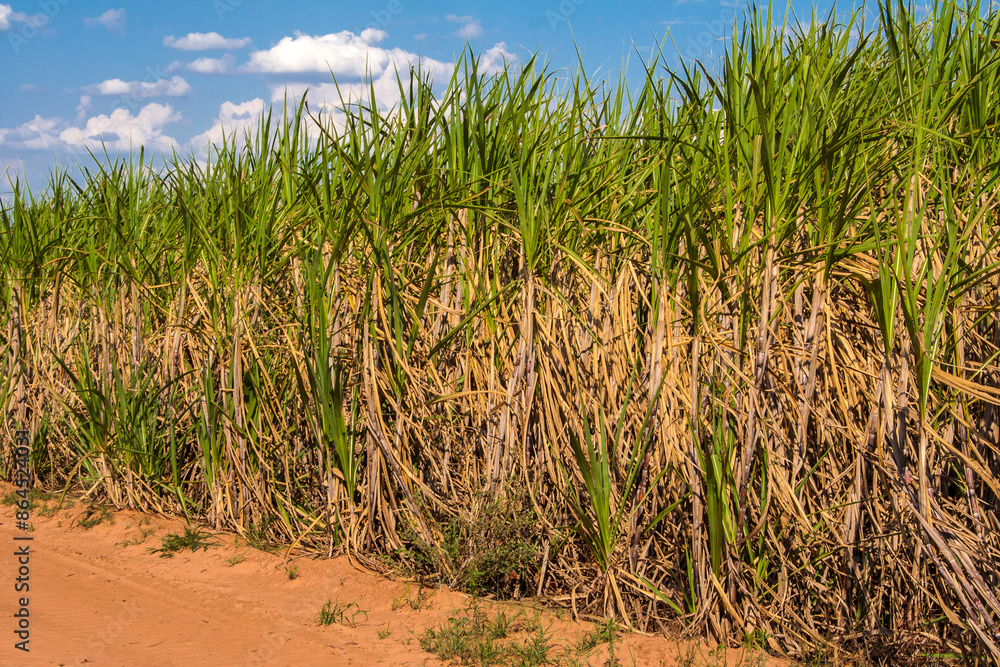Sugar cane field and blue sky on the farm in Brazil Sugar cane field and blue sky on the farm in Brazil