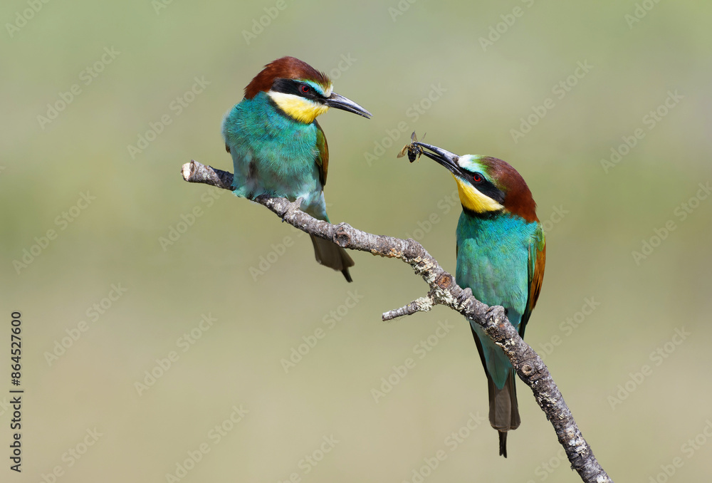European bee-eaters in Spain European bee-eaters in Spain