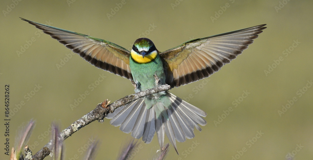 Fototapeta premium European bee-eaters in Spain