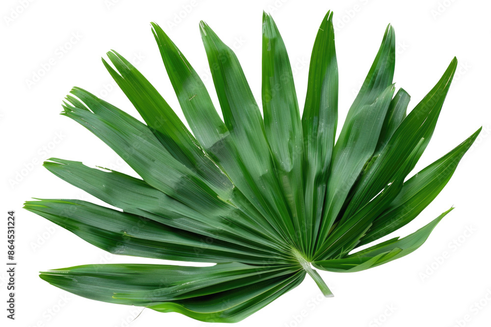 Green leaves of palm tree isolated on white background with cut path. Green leaves of palm tree isolated on white background with cut path.