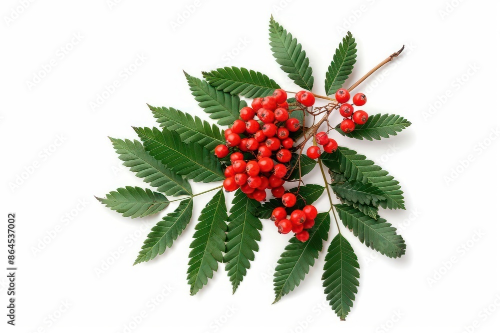A vibrant rowan branch with clusters of red berries isolated on a pristine white background A vibrant rowan branch with clusters of red berries isolated on a pristine white background