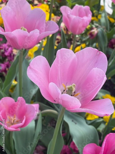 pink and yellow tulips