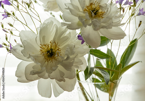Fototapeta Naklejka Na Ścianę i Meble -  A close-up image of a bouquet of white peonies and purple bells in a clear glass vase, positioned near a window. The light shines through the petals, creating a soft and ethereal glow..