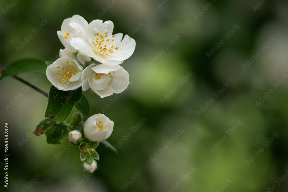 Pustoryl unscented - white flower with yellow pistils.
Pustoryl unscented - white flower with yellow pistils.