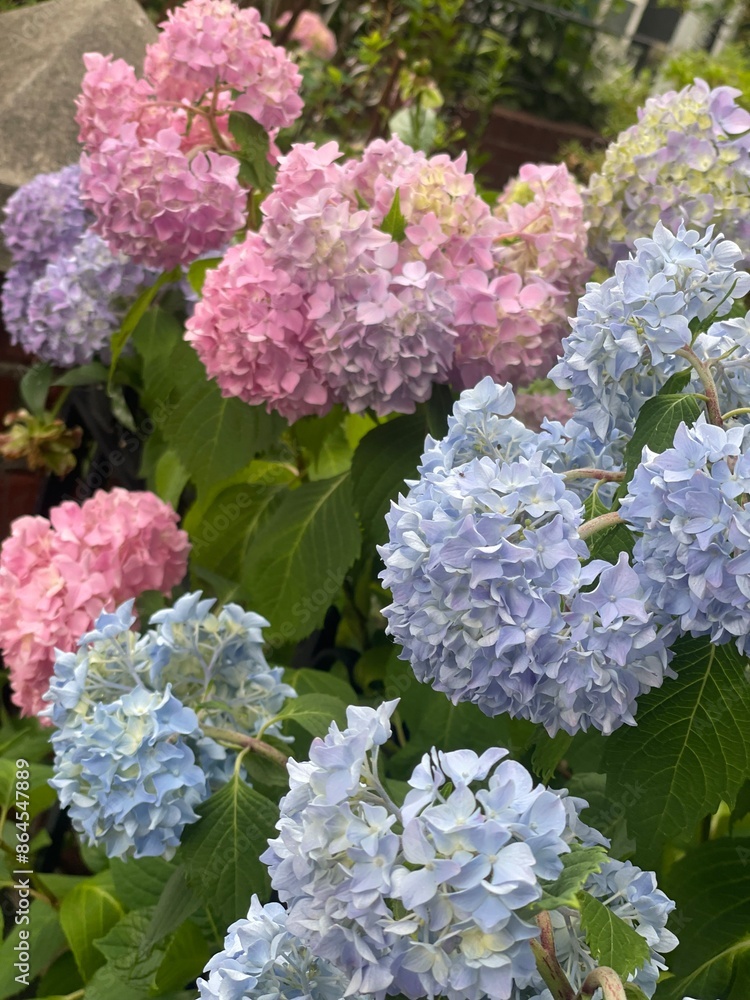 pink hydrangea flowers