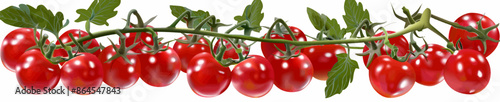 Detailed illustration of vibrant, vine-ripened tomatoes still attached to the vine, showcasing their natural color and fresh appearance. Generative ai vector illustration. 