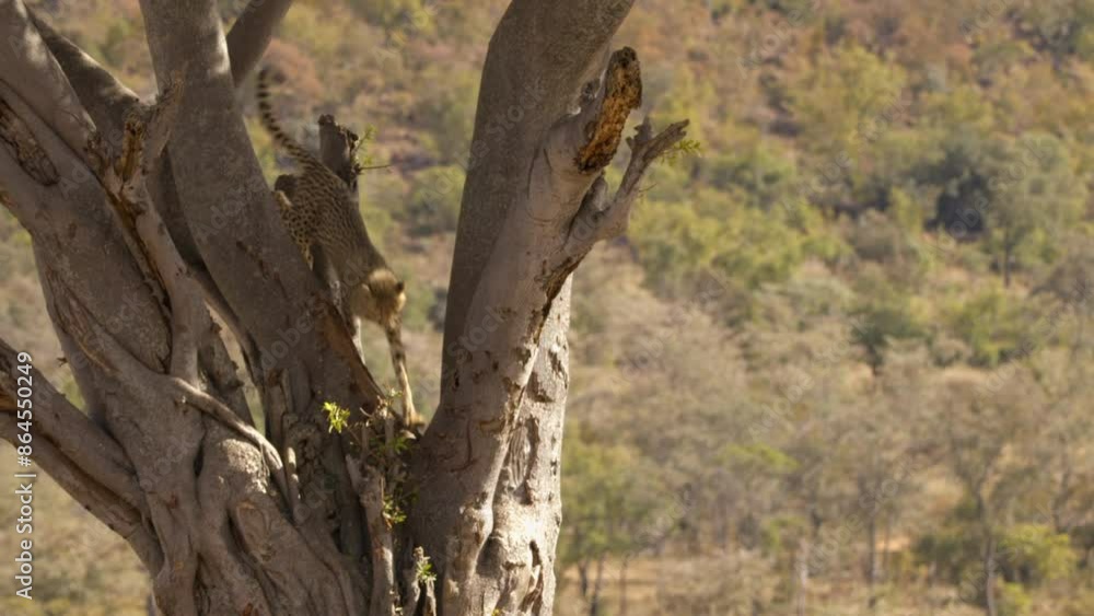Cheetah Jumps Out a Tree and Back to The Ground then Walks Off