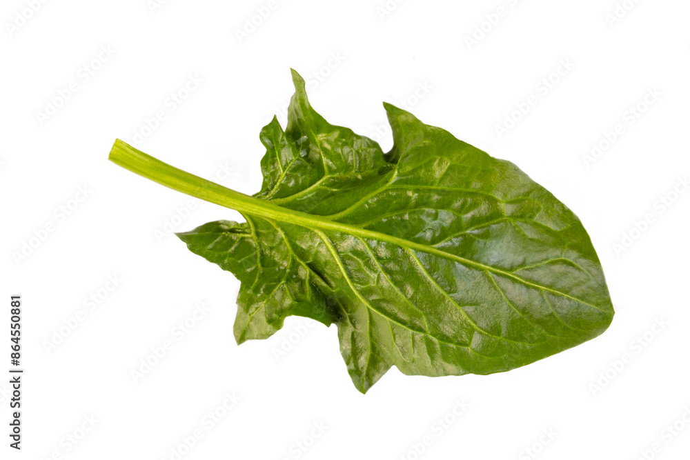 Fresh leaves of spinach, isolated on white background. Fresh leaves of spinach, isolated on white background.