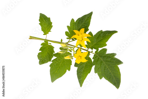 Tomato leaf isolated. Tomato leaves with flower on white background.