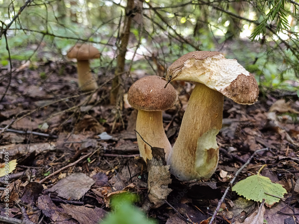 Several young boletus mushrooms in the forest on a summer day, close-up. Selective focus. Several young boletus mushrooms in the forest on a summer day, close-up. Selective focus.