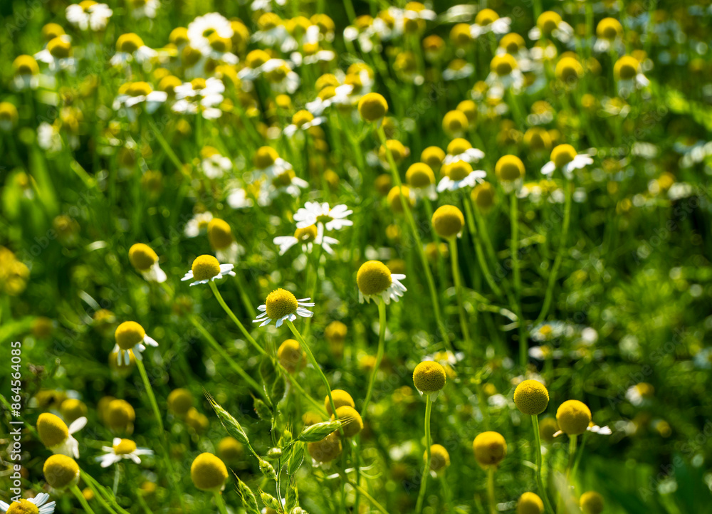 Medicinal chamomile, Matricaria chamomilla L.
This is a medicinal plant. Used in alternative medicine. Medicinal chamomile, Matricaria chamomilla L.
This is a medicinal plant. Used in alternative medicine.