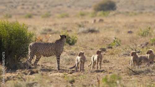  Cheetah Mother With Her Cubs Nervously Look and Walk Off as Predator Approaches