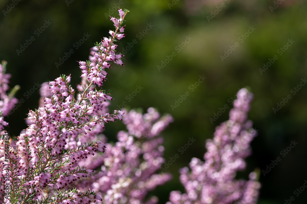 Fototapeta premium Close up of common heather (calluna vulgaris) in bloom