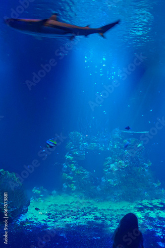 Child looking at shark in aquarium