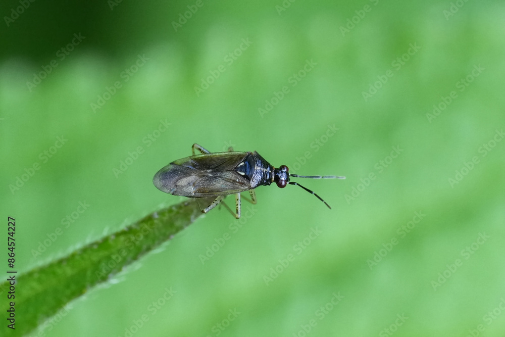 Closeup on a small European plant bug Dicyphus globulifer on a green leaf of the Red Campion flower Closeup on a small European plant bug Dicyphus globulifer on a green leaf of the Red Campion flower