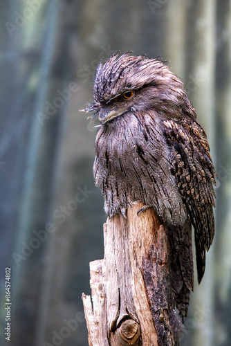 Tawny Frogmouth (Podargus strigoides) - Commonly Found in Australia photo