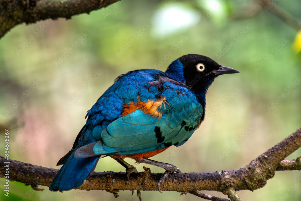 Superb Starling (Lamprotornis superbus) - Commonly Found in East Africa Superb Starling (Lamprotornis superbus) - Commonly Found in East Africa