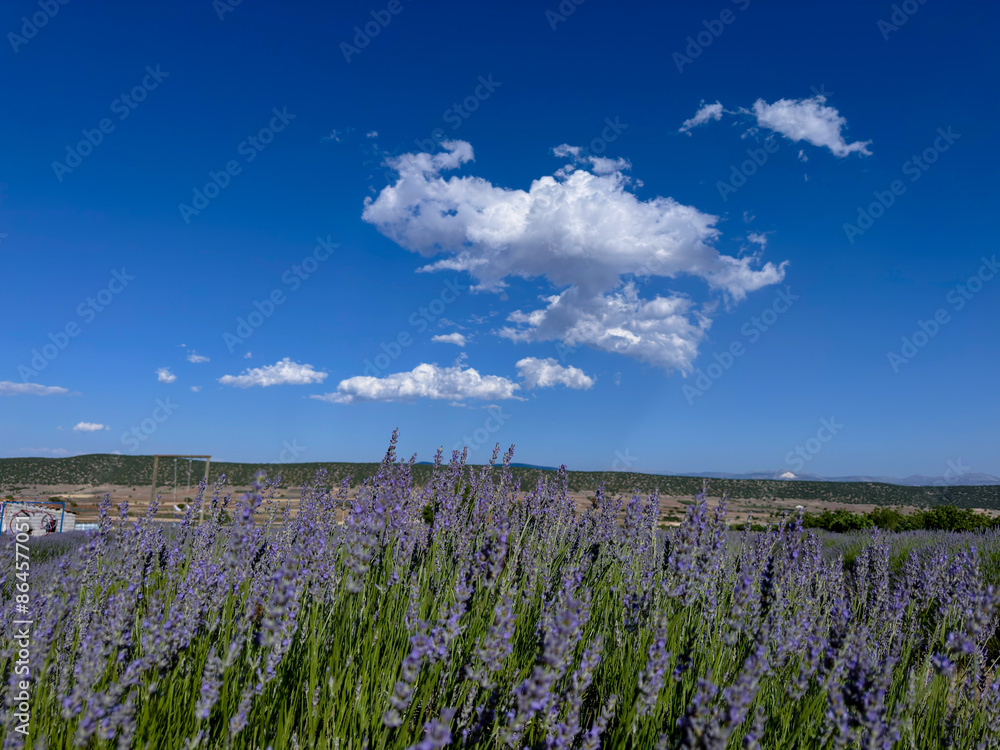 Obraz premium lavender field and sky
