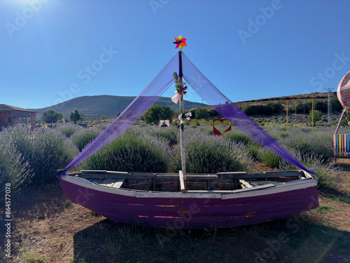 boats on the lavender garden photo