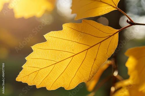 yellow maple leaf
