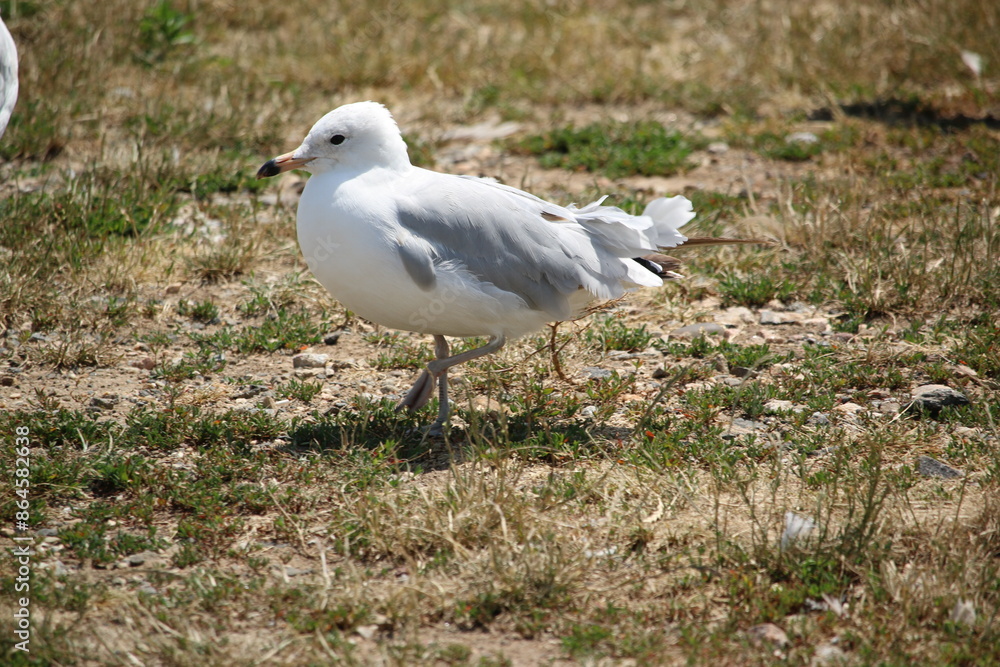Fototapeta premium seagull
