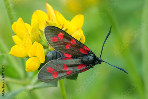 Colorful closeup on a Six-Spot Burnet diurnal moth, Zygaena filipendulae, on a yellow trefoil flower photo