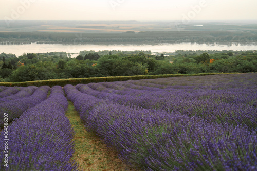 lavender field in region